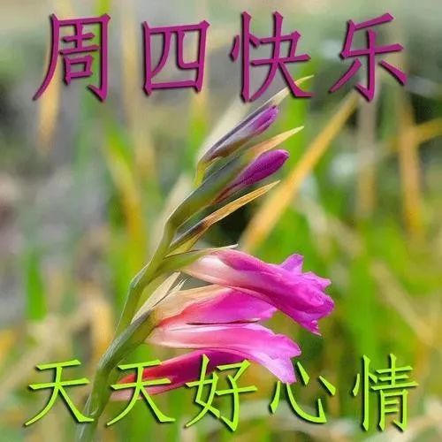 11月4日早上好问候语图片,星期四早安祝福语阳光句子微信_腾讯新闻