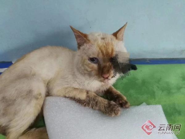 昆明一只小猫被人用箭从眼部射进脑部 术后曾两次心跳停止