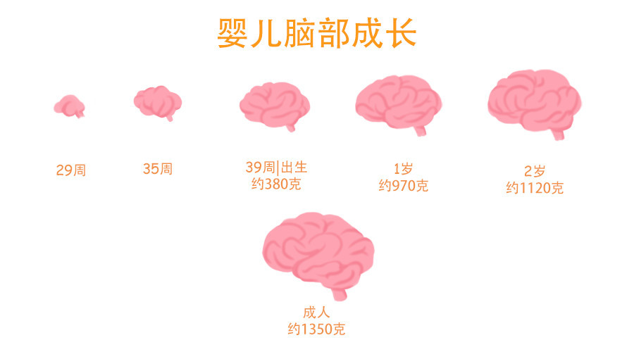 央视揭秘孩子一生仅有的一次大脑发育高峰期父母千万别错过