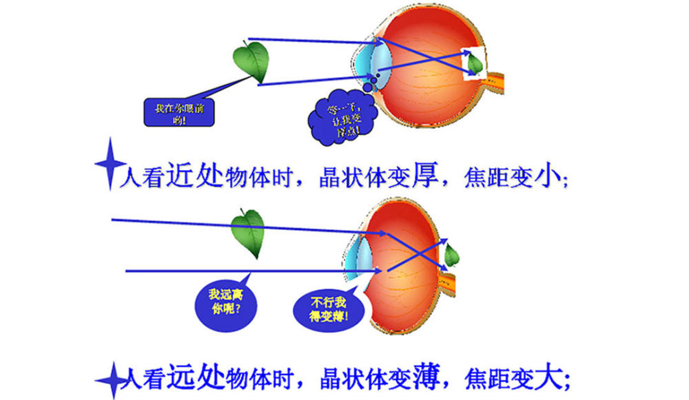 调成的原理就是:近看时睫状肌紧张晶状体变厚,远看时睫状肌放松晶状体