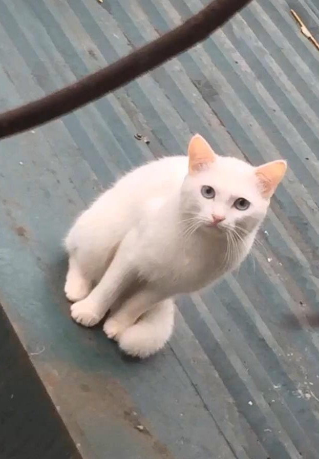 流浪猫向美女质疑美女,食物里充满索要,猫:为什第一眼神拍摄图片