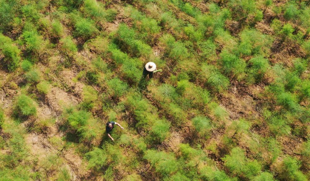 贵州黔西农民潘华林:实现种植蔬菜之王"的梦想