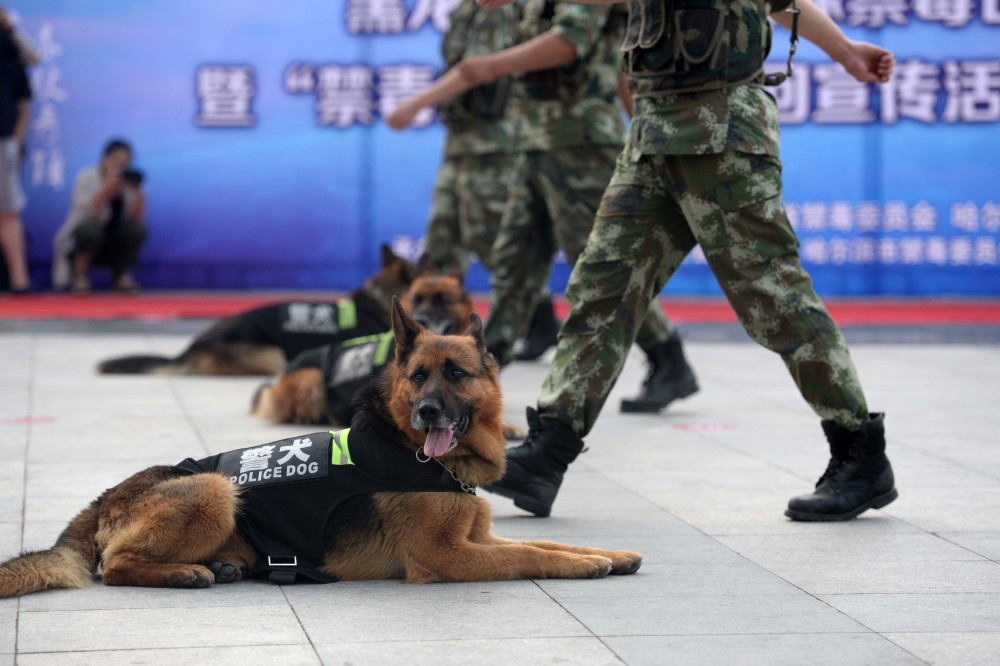 知道警犬军犬,知道航天犬吗?可不是航天用的,过来看看