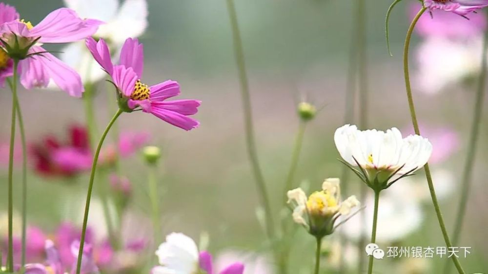 "的意思 这次它没有开在大草原上 而是开在隆丰湖公园里 sobeautiful