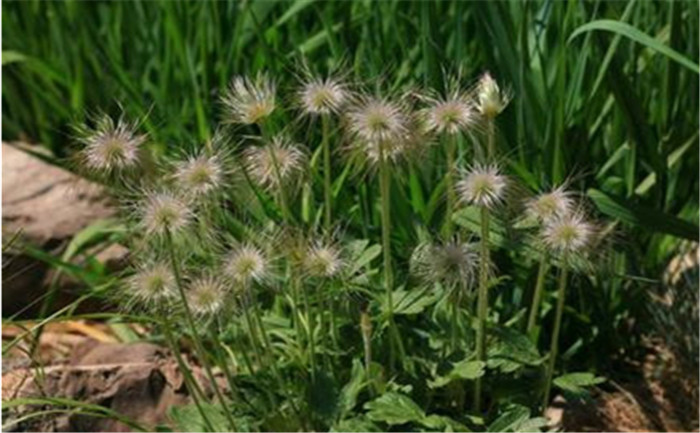 农村植物"奈何草",浑身是白毛,价值珍贵,对头痛的朋友