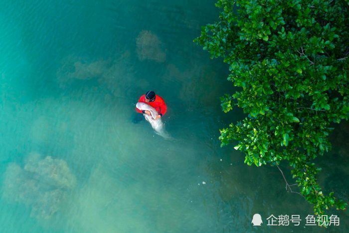 儒艮宝宝与母亲失散后,黏上了保育员,每天都"投怀送抱"