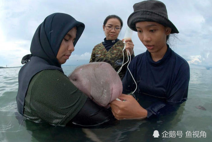 儒艮宝宝与母亲失散后,黏上了保育员,每天都"投怀送抱"