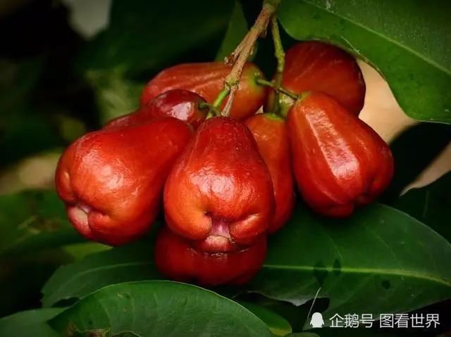 7种南方特有的水果,烂在树上都无人问津,北方人想吃只能来南方