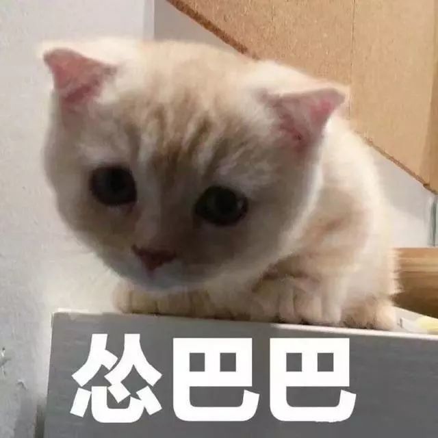 猫咪表情包:我这不是肉,是妈妈的钱