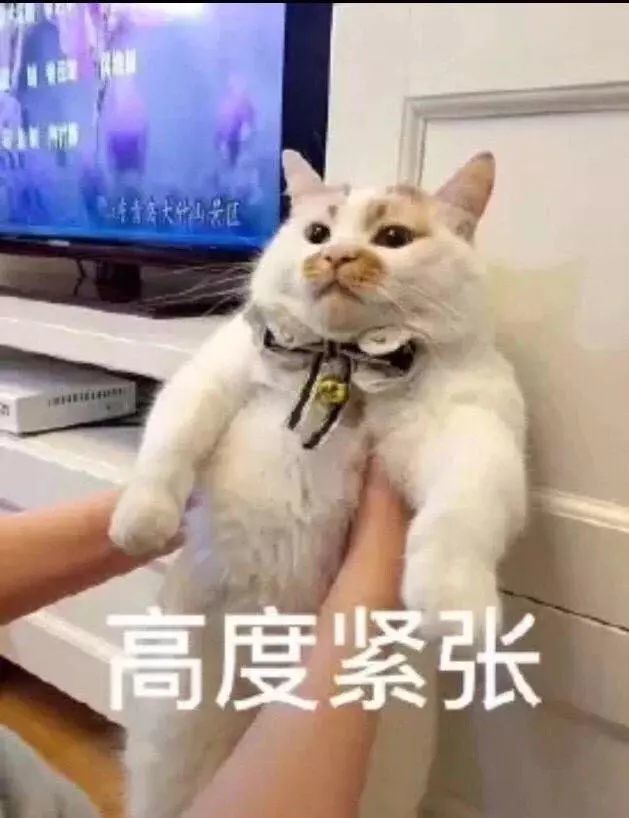 猫咪表情包:我这不是肉,是妈妈的钱