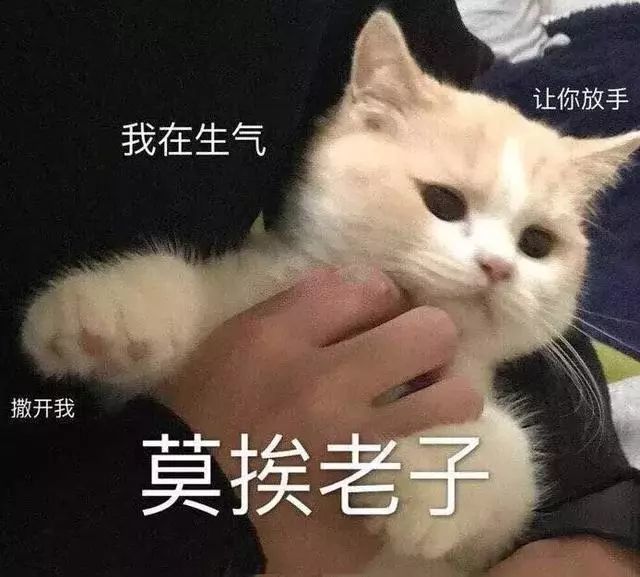 猫咪斗图表情包:看我这六块腹肌,就知道你打不过我