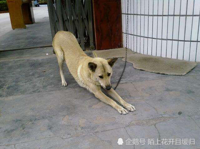 农村土狗能轻松认出自家人靠的就是这些独特本领