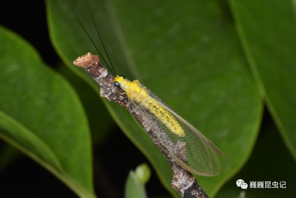 【虫来如此】意草蛉属 italochrysa