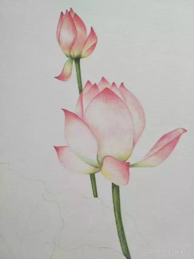 零基础学画画:彩铅荷花荷叶手绘过程分享