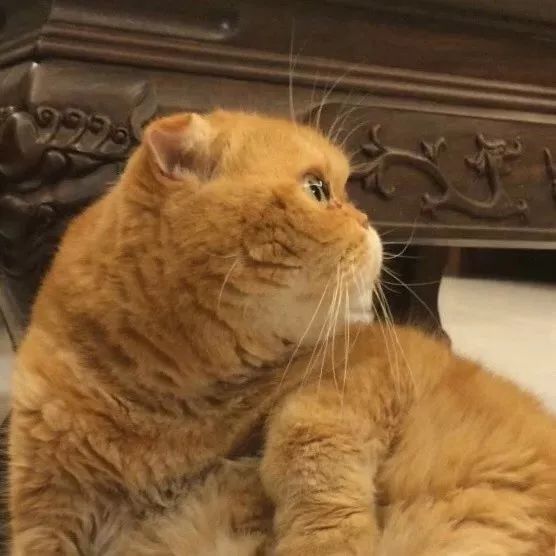 白虎和珍珠不过,此橘猫非彼橘猫.