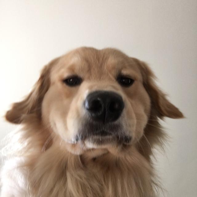 挑食到走红的金毛犬唯爱蛋黄对着蛋白气呼呼地龇牙咧嘴