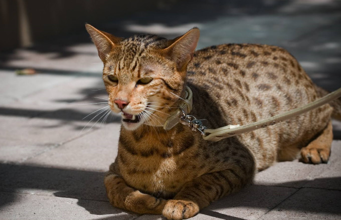 1,阿什拉 它是一只混血猫咪,这种猫咪的体型和狗的大小能相比,而且