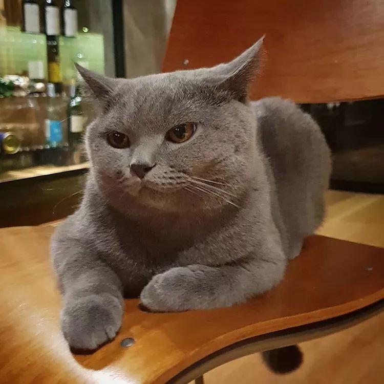 英短蓝猫,软萌到心窝去!