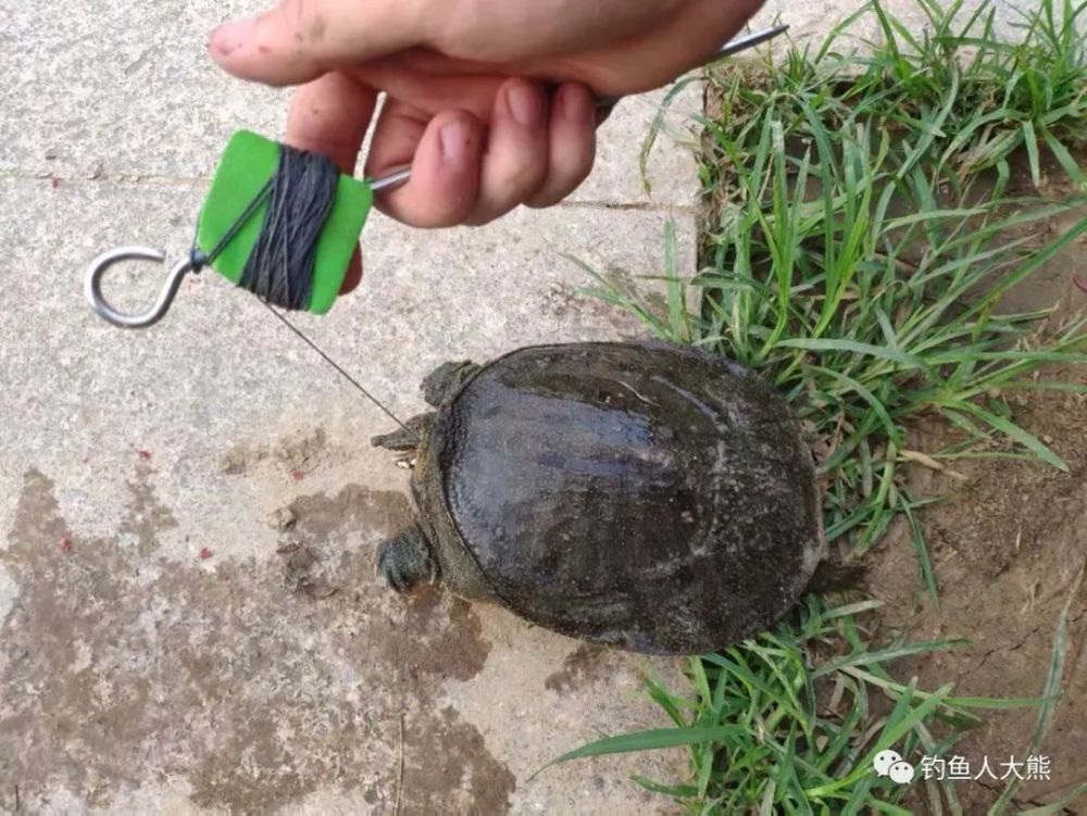 甲鱼钩怎么挂猪肝 腾讯网