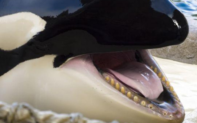 为什么虎鲸只吃大白鲨的舌头,因为好吃?网友:原因真是