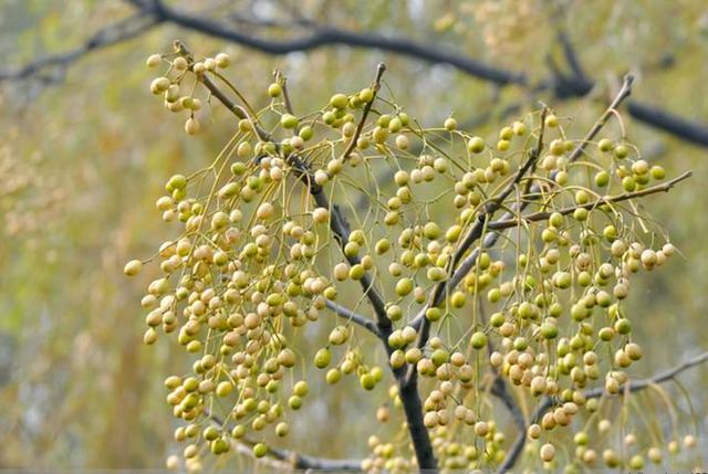 农村树上无人要的苦楝子,却是味中药,果子苦过黄连,花