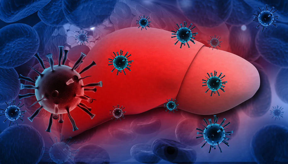 感染了乙肝病毒后 是否 会发病 取决于人体自身的免疫状态