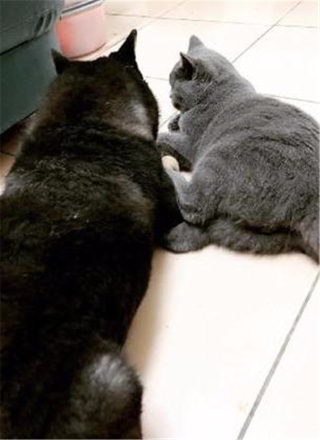 灰猫被哈士奇带大,结果变身小跟班,还死活都不愿意离开