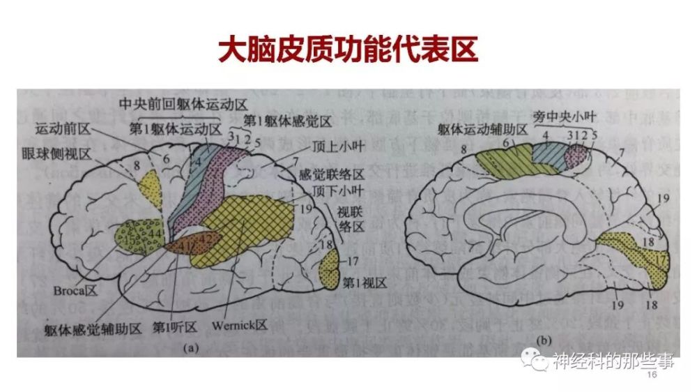 幻灯有约 | 大脑解剖结构,功能与临床定位