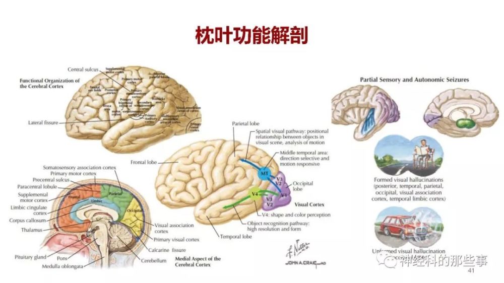 幻灯有约 大脑解剖结构,功能与临床定位