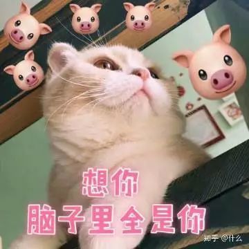 表情包:在线可爱你猫咪