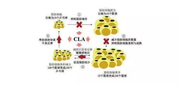 练肌肉住这一点,增肌不长胖,减脂不掉后记!大夫瘦身汤一日真的樊管用图片