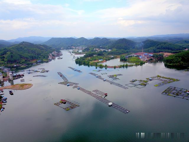 航拍横县西津国家湿地公园 广西十大名菜横县鱼生食材