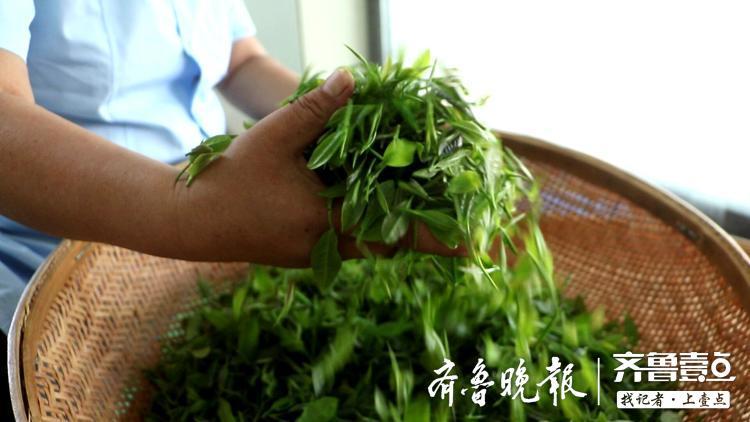 惊!泰山名茶不得了,一斤价格近3万元