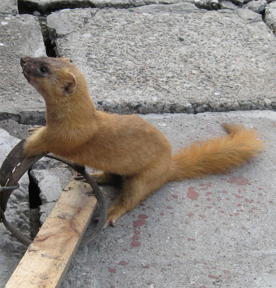 夹子夹住狗字猜成语_老鼠被夹子夹住的图片