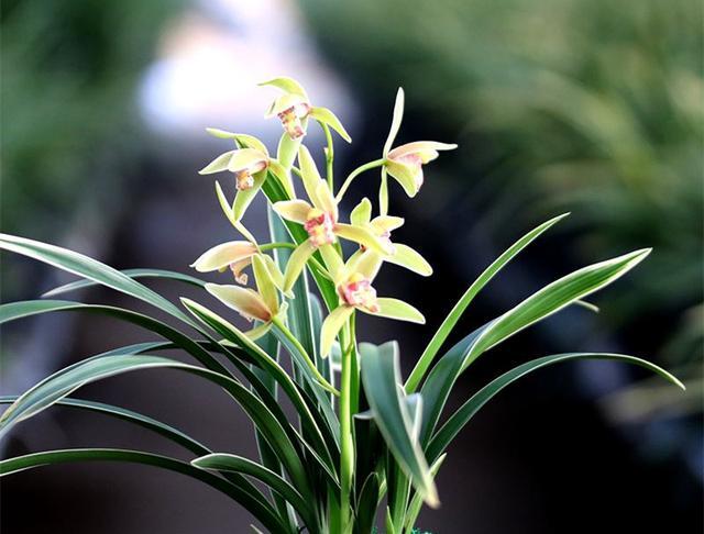 3款公认最美的兰花,花色艳而不俗,花香四溢,是兰花中的铭品