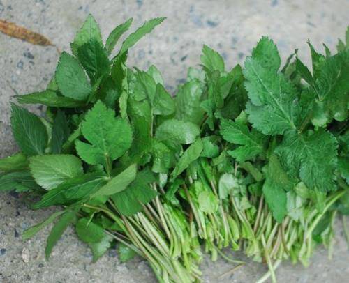 它是季节性野菜,也是一种特殊药材,南方农村路边很常见