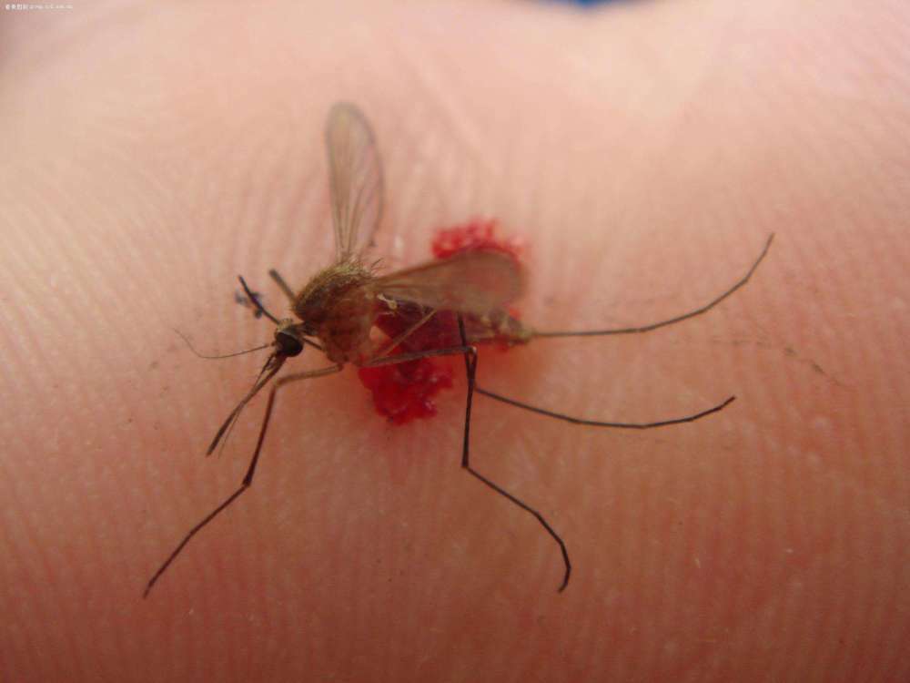为什么蚊子吸血时不能拍死?放大50倍后,看完背后发凉!