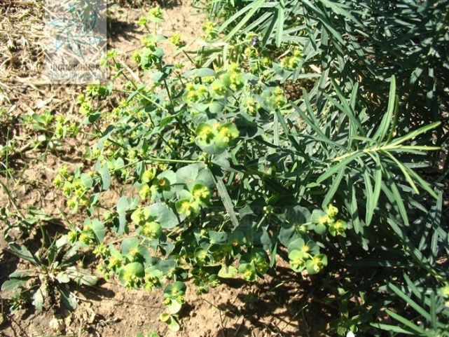 肿手花根《药材资料汇编》,九头狮子草《河南中草药手册》,化骨丹,肿