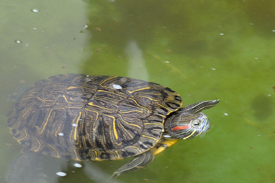 乌龟浮水了怎么办?3分钟教你学会如何处理乌龟浮水问题