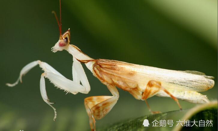 美丽花朵中的杀机,看螳螂如何捕食蝴蝶