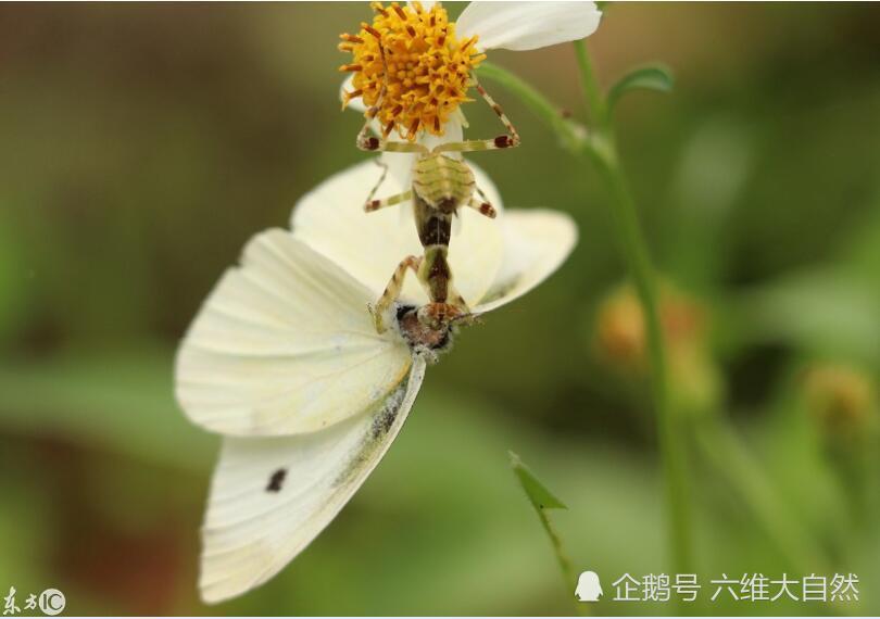 美丽花朵中的杀机,看螳螂如何捕食蝴蝶