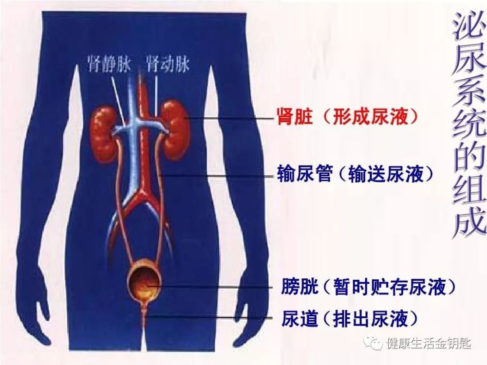 肾小球滤过:是指当血液流经肾小球毛细血管时,血浆中的水分,无机离子