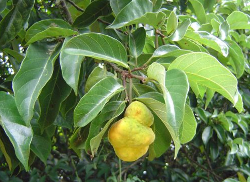 其实这种"狗核"的学名叫做桂木果,也就是桑科波罗蜜属植物桂木的果实