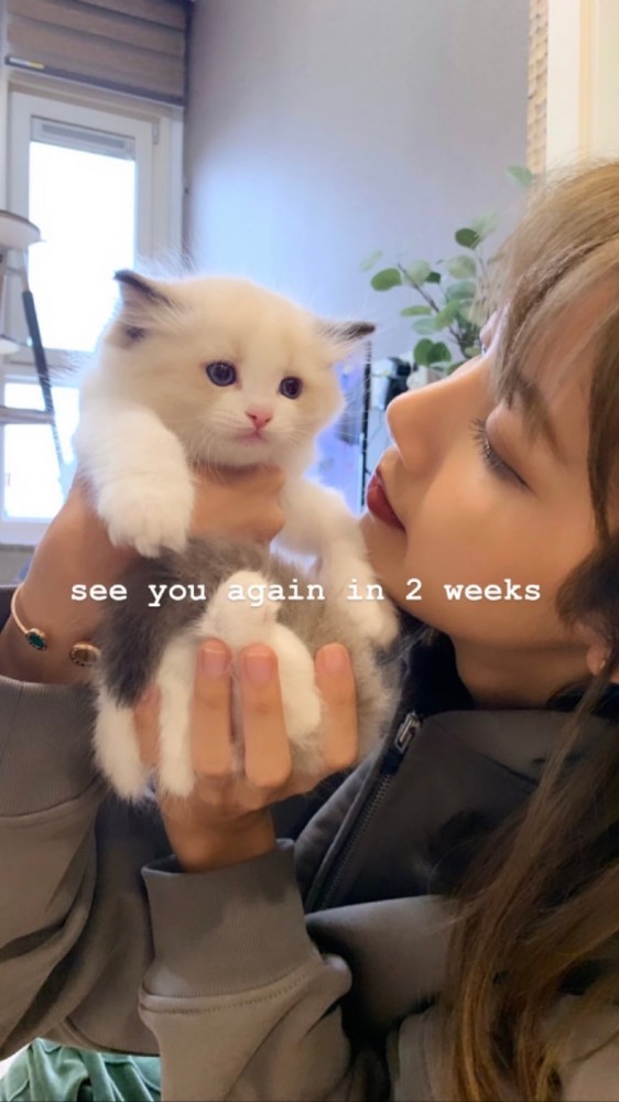 blackpink lisa晒猫咪,抱着两只小猫,满满温柔!