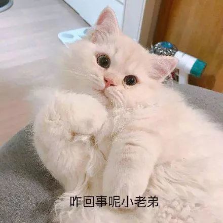 可爱猫猫的表情包:咋回事呢,小老弟