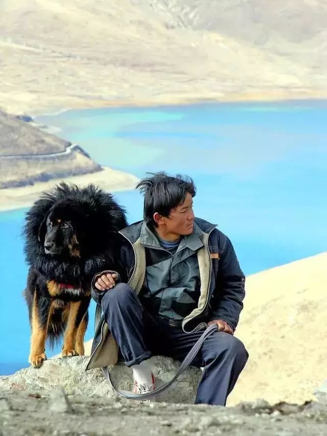 中华田园犬,你竟然不是个品种