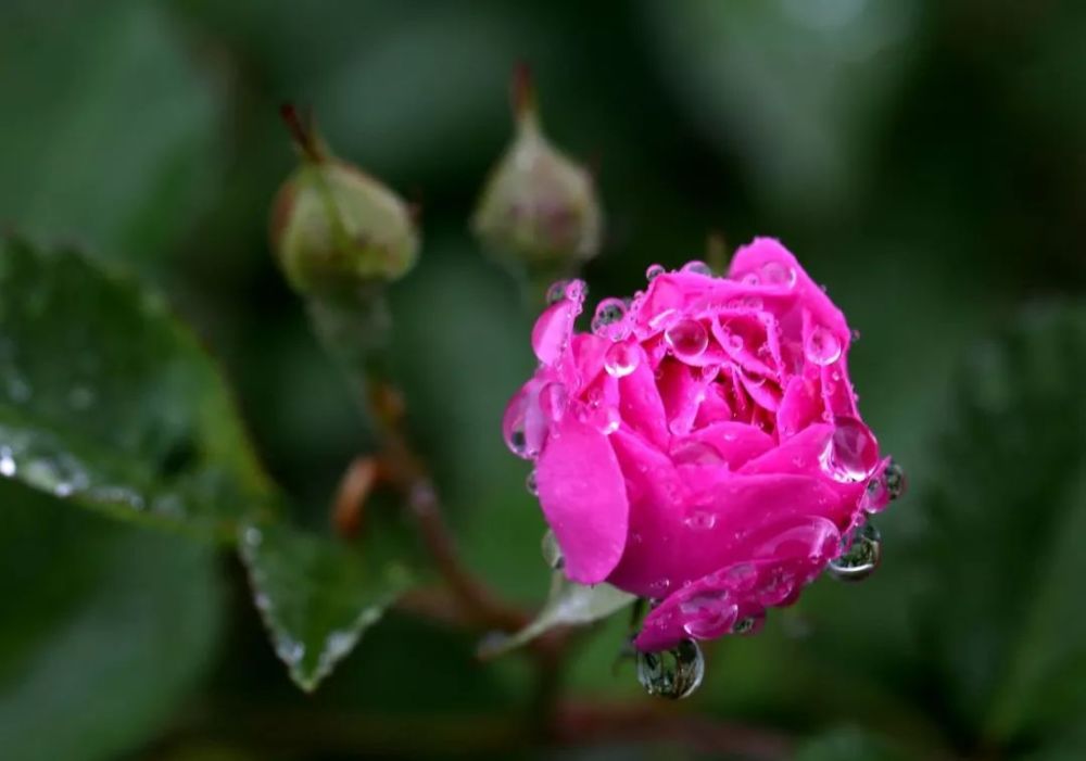 《浣溪沙·吟雨中蔷薇花 》