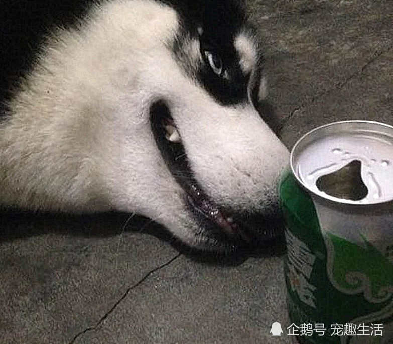 主人突发奇想,给狗狗喝啤酒,结果喝醉了,看到这画面很