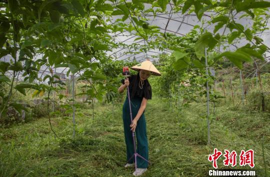 农民“百香姐”直播卖货：吸引不少粉丝 月销售7万