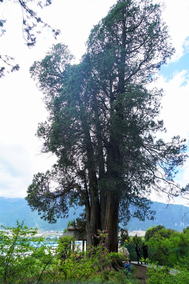 世界柏树之王在西藏林芝,3235岁12个人才可以合抱住